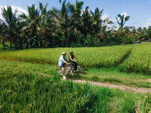2 personnes à vélo à travers une rizière dans l'établissement Uma Linggah Resort, à Tampaksiring