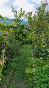 un camino a través de un huerto de manzanas con flores rosas en Appartment Lodged Mamma Maria, en Mattarello