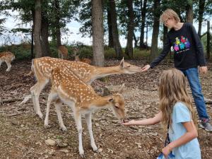 a man and a little girl feeding two deer at Ferienwohnung beim Nationalpark Eifel in Nideggen