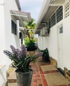 梅爾加的住宿－HOTEL MACEO MELGAR，坐在建筑物边的盆栽植物