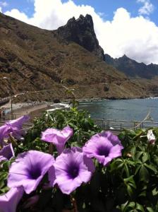 a bunch of purple flowers in front of a beach at Ocean front La Maresia Holiday 2 Apartments in Taganana