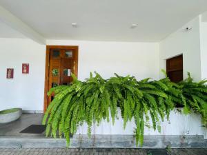 une grande plante verte devant un bâtiment dans l'établissement The Glen Kandy, à Kandy