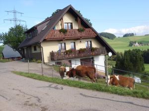 um grupo de vacas em pé em frente a uma casa em Dürrenbartleshof em Breitnau