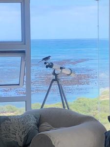 un oiseau assis au-dessus d'un télescope dans l'établissement Paradise@Pearly, à Pearly Beach