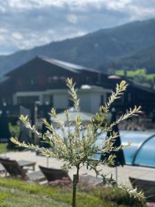 un pequeño árbol en la hierba con un edificio en el fondo en Hotel Senningerbräu, en Bramberg am Wildkogel