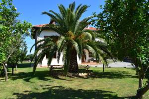 uma palmeira em frente a um edifício com uma mesa de piquenique em Villa El Martín em Naves
