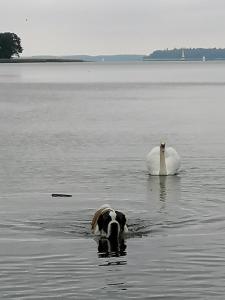 a swan and a dog swimming in the water at Wyciszek - mazurska agroturystyka in Węgorzewo