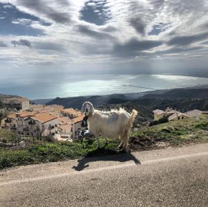 una cabra parada al costado de una carretera en Al Dolmen en Monte SantʼAngelo
