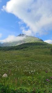 ein grünes Feld mit Blumen und einem Berg in der Unterkunft Lydersen Rorbuer in Fredvang