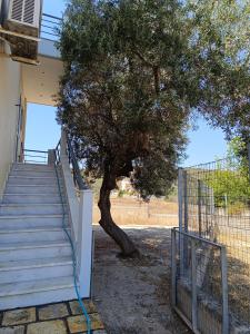 eine Treppe mit einem Schlauch neben einem Baum in der Unterkunft Villa Maria in Kato Almiri