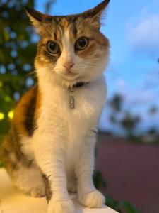 a cat sitting on top of a table at Gadea Boutique Hotel& Gadea Garden Italian Restaurant in Jambiani