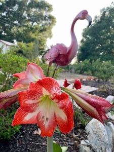 a pink flamingo and red flowers in a garden at A Dream Come True in Venice