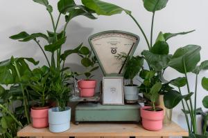 a bunch of potted plants sitting on a table at Beethoven Apartment in Bratislava