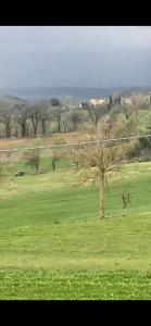a tree in the middle of a green field at Orlandi Sun casa 2 in Sarnano