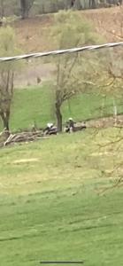 サルナーノにあるOrlandi Sun casa 2の畑に牛が横たわっている