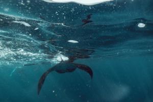 a group of fish swimming in the water at Seven Angels Villa and Hostel in Nusa Penida