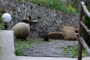 Altri animali domestici presso l'hotel o nei dintorni