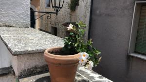 a plant in a pot on the side of a building at Casa Dambrosio vacation Breathtaking views in Camerota