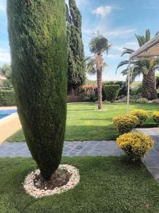 un gran arbusto sentado en medio de un patio en Madrid city modern apartment in villa, free WIFI, en Arroyomolinos