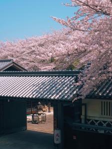 Izumiにある桜泉会館のピンクの桜の木