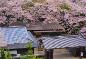 Izumiにある桜泉会館のピンクの桜の木が植えられた建物の屋根の上からの眺め