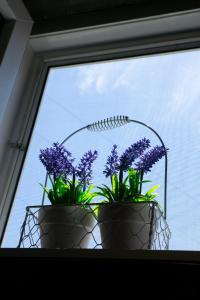 two potted plants sitting on a window sill at Luxury Apartment Milićević 2 in Trebinje