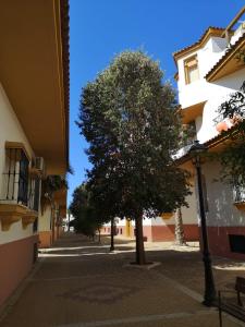 Ein Baum mitten in einer Straße in der Unterkunft Apartamento Aretusa Luz in Zahara de los Atunes