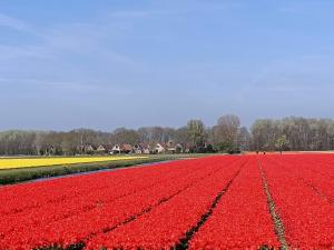 ノールトウェイケルハウトにあるHoliday Home De Wijde Blick by Interhomeの家屋を背景にした赤いチューリップ畑