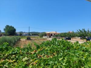 a field of crops with a house in the background at Drosia Apartments in Kypseli