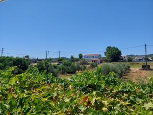 a field of crops with a building in the background at Drosia Apartments in Kypseli