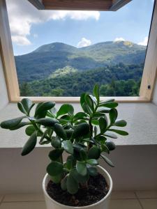 a potted plant sitting in front of a window at Lago Ballano 
