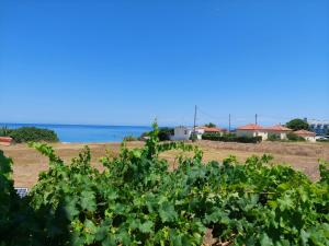 a view of the ocean from a vineyard at Drosia Apartments in Kypseli