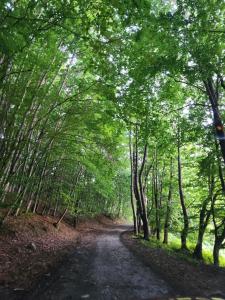 Gallery image of Cabana Valea Bradului in Nucşoara