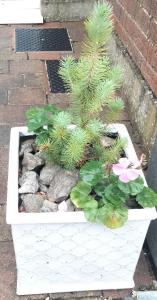 a white planter with a pine tree in it at Community Courtyard Bungalow Apt in Drogheda