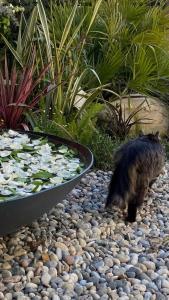 a cat walking on rocks next to a pond at Serguzest Otel in Buyukada