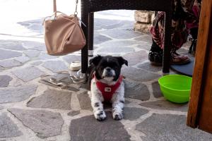 Foto dalla galleria di Residence Hotel Maxi a Tremosine Sul Garda Altre 61 foto