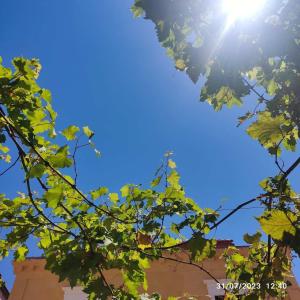 een uitzicht op de lucht door de bladeren van een boom bij Rhodes Youth Hostel in Rhodos-stad