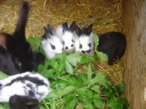 Altri animali domestici presso l'agriturismo o nei dintorni