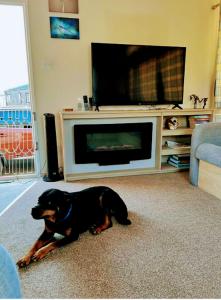 a dog laying on the floor in front of a tv at 8 berth caravan,pet friendly. in Merston