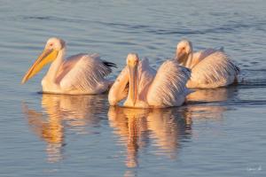 a group of pelicans swimming in the water at Townsend Backpackers in Lambertʼs Bay