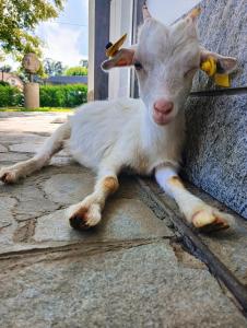une chèvre allongée au sol à côté d'une porte dans l'établissement Sleep & Fly Malpensa, à Case Nuove