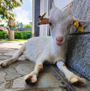 a goat laying on the ground next to a door at Sleep & Fly Malpensa in Case Nuove