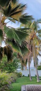 two palm trees in a park next to the ocean at Un cocon les pieds dans l'eau in Le Moule