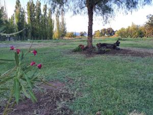 two dogs sitting under a tree in a field at Finca La Chiqueta in Albardón +1 photo