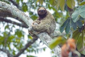 a brown sloth sitting on a tree branch at Chachagua Rainforest Hotel & Hot Springs in Fortuna