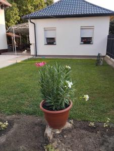 a plant in a pot in the yard of a house at Stella Apartman in Hajdúszoboszló