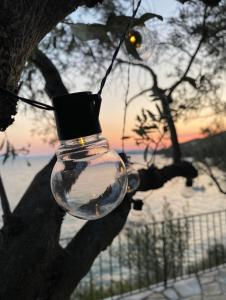 een glazen fles hangend aan een boom bij Sunset of Pelion in Kato Gatzea