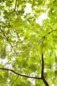 un primer plano de un árbol con hojas verdes en Lukinhas Pousada en Nobres