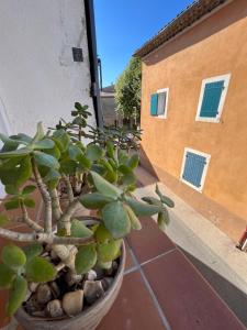 una maceta en la parte superior de un balcón en Appartement chaleureux en Provence en Saint-Maximin-la-Sainte-Baume