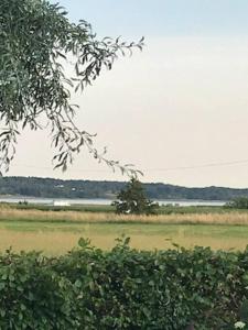 a field with a body of water and a tree at Boende nära havet in Varberg